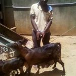 Kangundo man arrested for killing two goats during sex