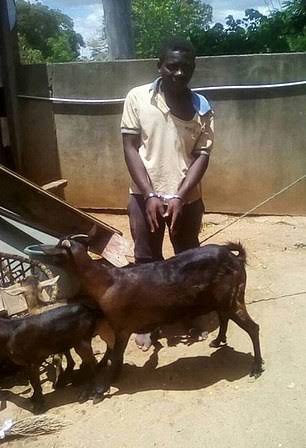 Kangundo man arrested for killing two goats during sex