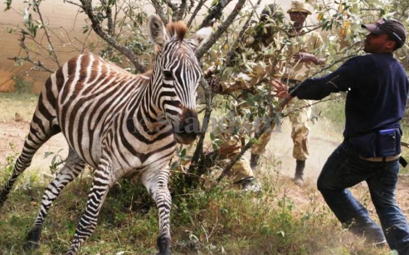 Fear as wildlife attacks residents in Naivasha