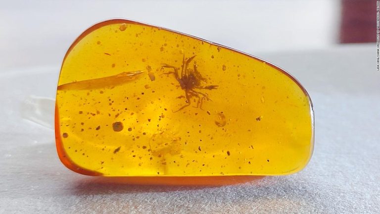 TINY CRAB PRESERVED IN 100-MILLION YEAR-OLD AMBER LIVED AMONG DINOSAURS