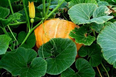 Discover the Health Benefits of Adding Pumpkin Leaves (Misheveve)  to Your Meals!