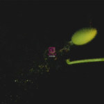 The Explosive Seed Launch of the Squirting Cucumber