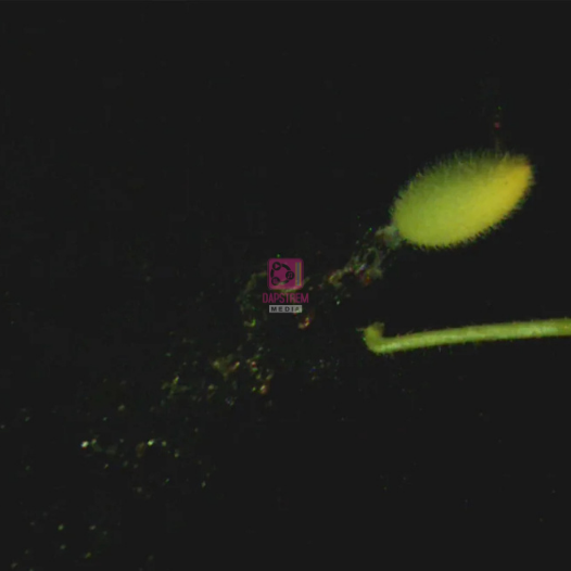 The Explosive Seed Launch of the Squirting Cucumber