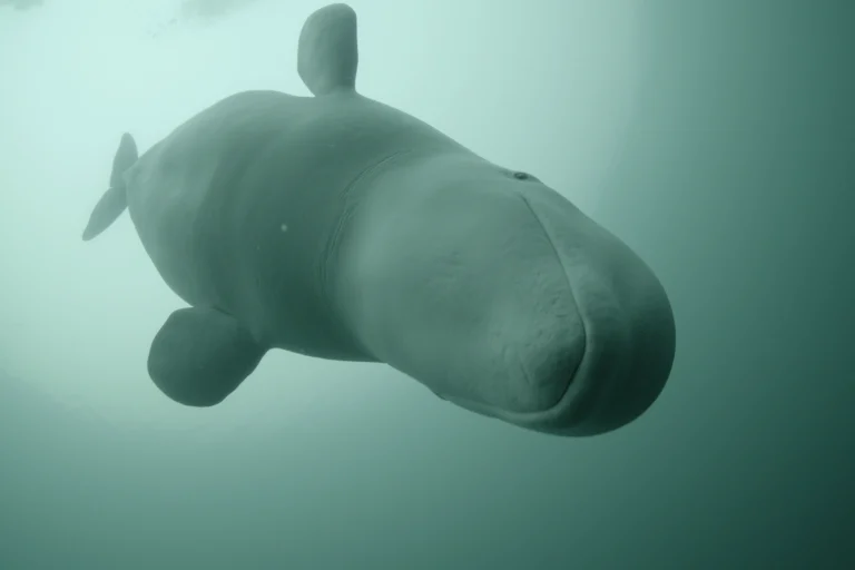Marine Scientist Claims Runaway ‘Spy Whale’ Escaped Russian Military Training