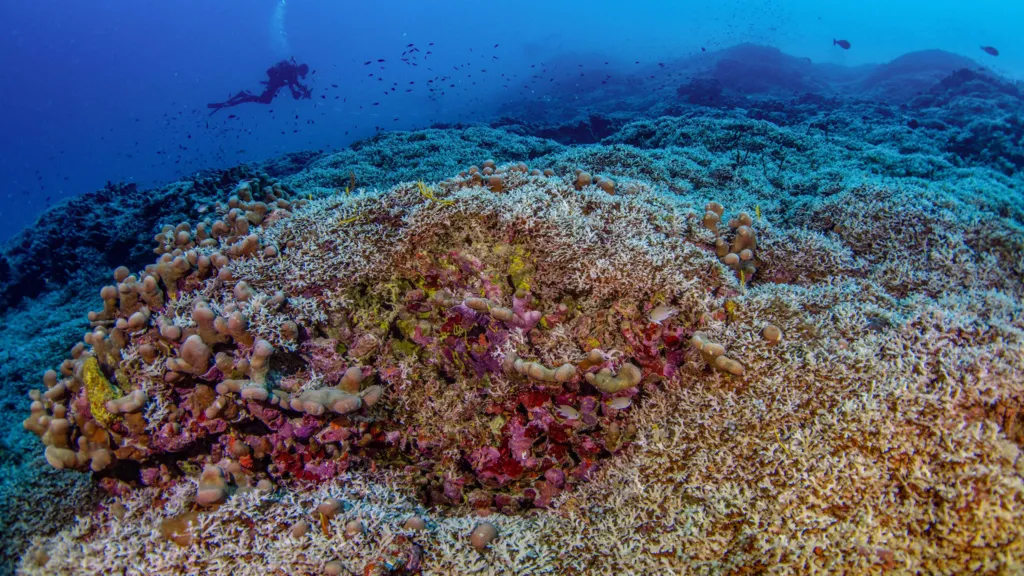 “Discovery of World’s Largest Coral in the Pacific Offers Hope Amid Climate Change Threats”