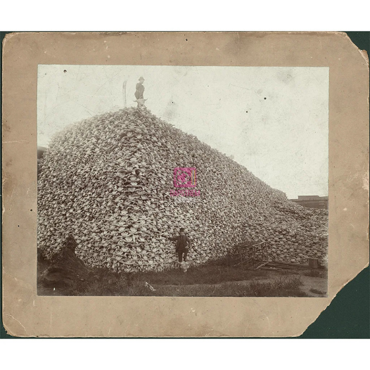 The Dark History Behind the Bison Skull Photo