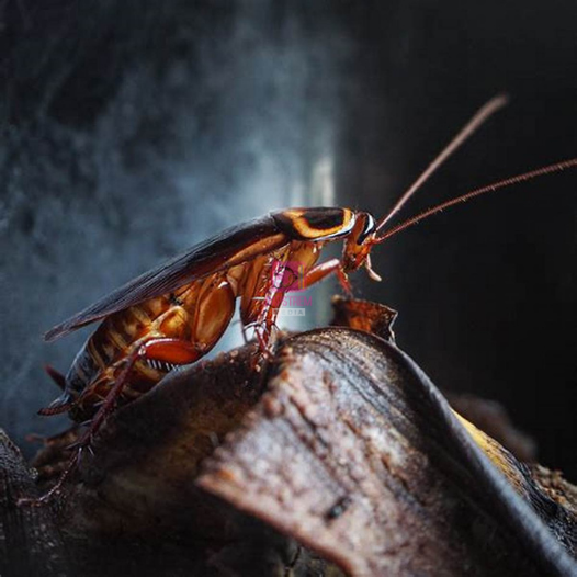 Cry Me a Cockroach: Bold Zoo Event