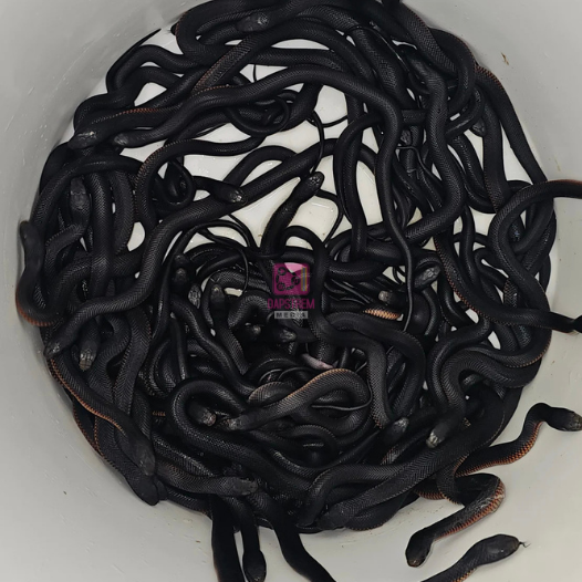 102 Snakes Found in Sydney Garden