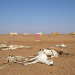 Drought Crisis in Northern Kenya: Impact on Pastoral Livelihoods and Food Security