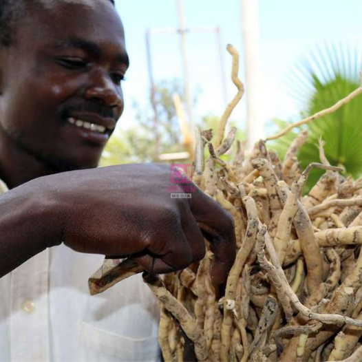 Medical Experts Warn Against Using Mukombero for Erectile Dysfunction