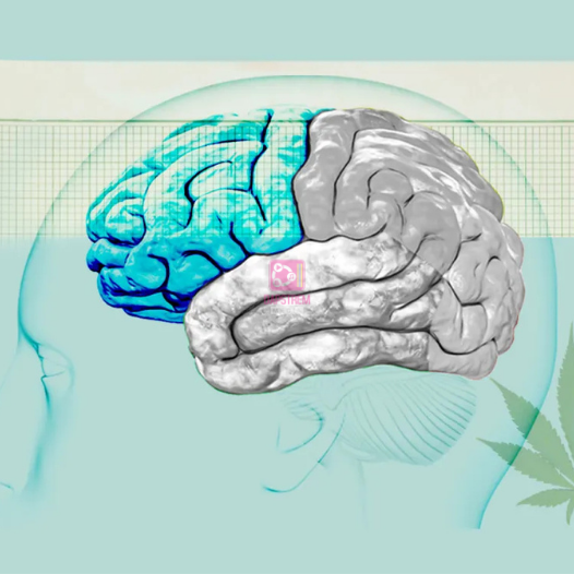 Long-Term Cannabis Use Alters Brain Structure, Study Finds