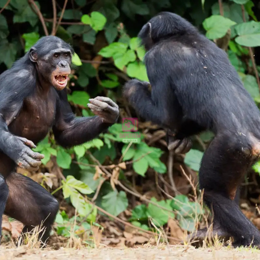 Uganda’s Chimpanzee “Civil War” Shocks Scientists