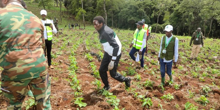 Kenyan Environmentalist Sets New Tree-Planting Record After Planting 23,326 Trees in 24 Hours
