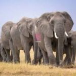 Kenya Wildlife Service is investigating the mysterious deaths of 15 elephants in Amboseli as experts probe a possible toxic substance while assuring the public there is no risk to human health.