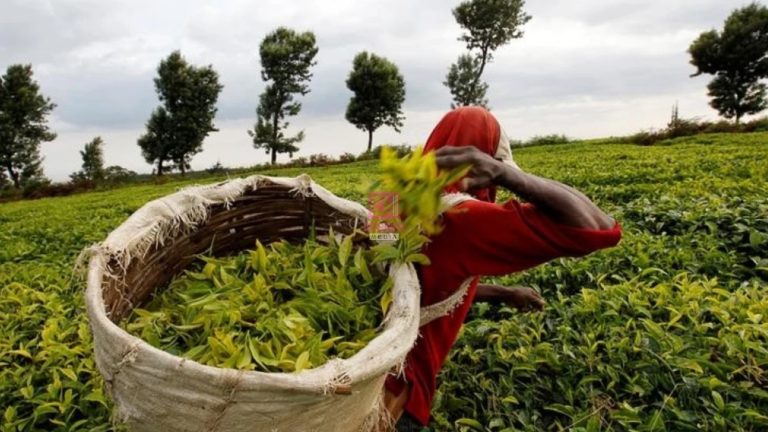 KTDA Chair Njeru Blames 0.8% Export Levy for Declining Tea Market Competitiveness