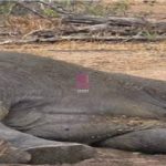 15 Elephants Are Dead. What Does This Say About the Safety of Our Food?