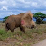32 Victims of Wildlife Conflict in Siaya and Kisumu Receive Sh32 Million