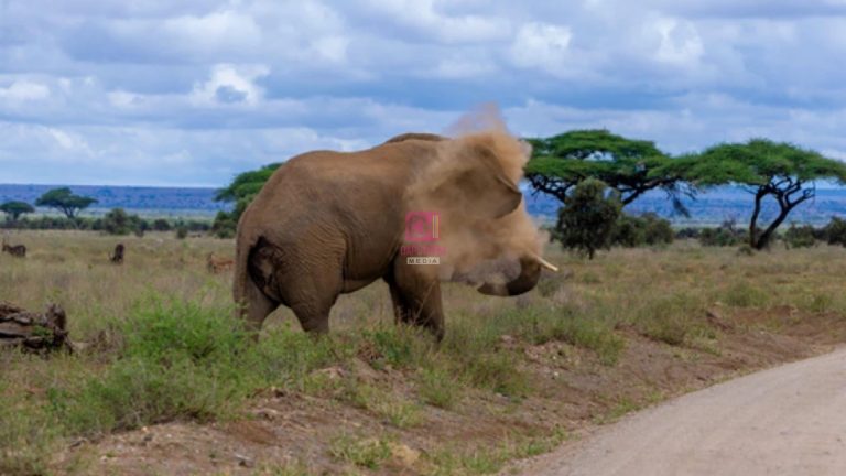 32 Victims of Wildlife Conflict in Siaya and Kisumu Receive Sh32 Million