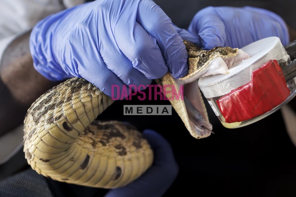 Why Kenya Wants Its Own Snake Antivenom