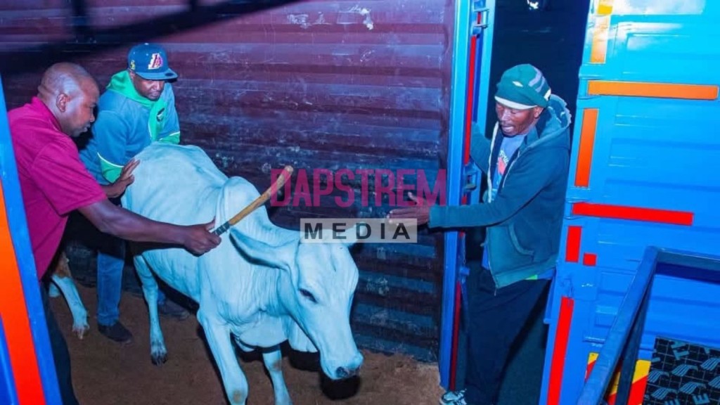 Kenya Airways Flies Over 50 Cows From Nairobi to Lagos