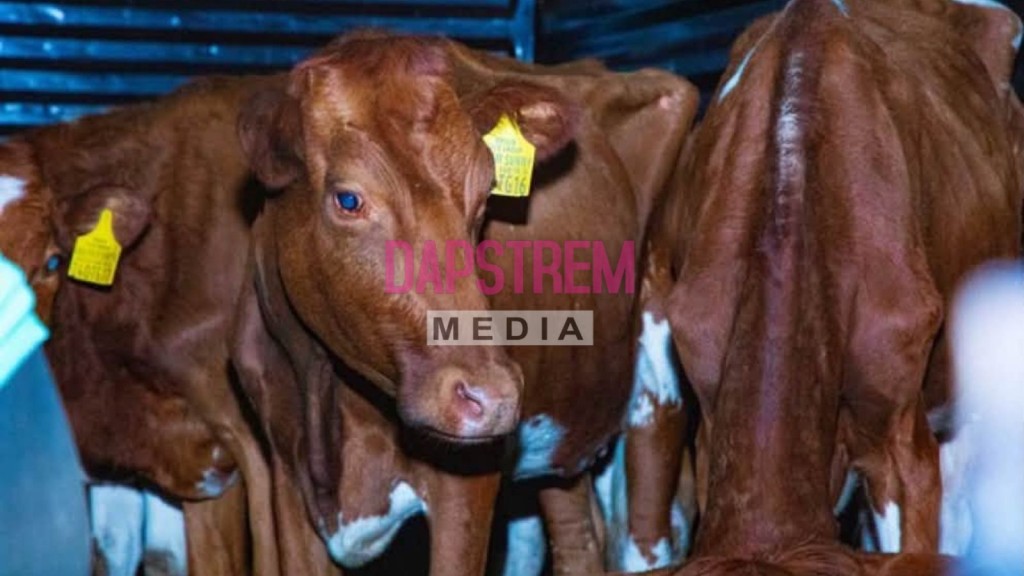 Kenya Airways Flies Over 50 Cows From Nairobi to Lagos
