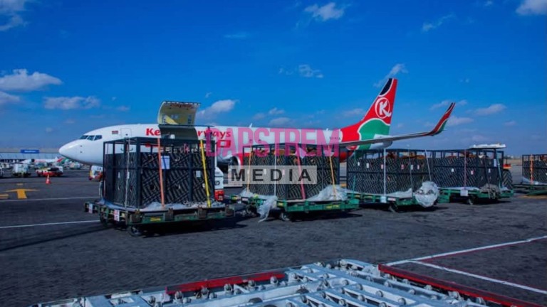 Kenya Airways Flies Over 50 Cows From Nairobi to Lagos