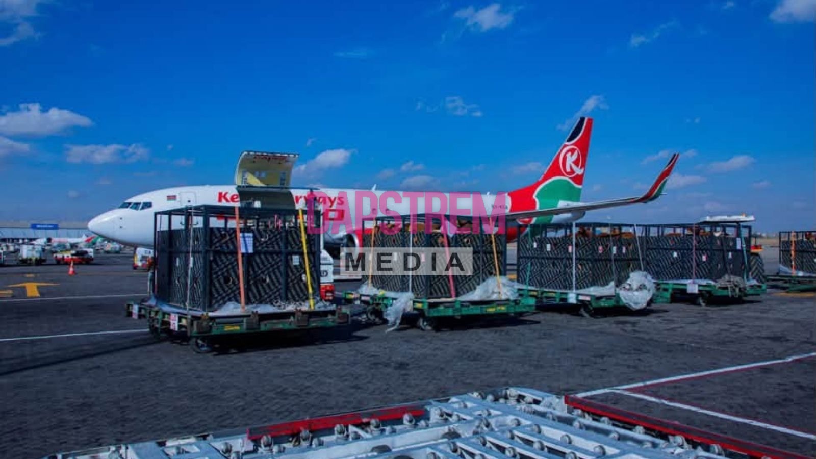 Kenya Airways Flies Over 50 Cows From Nairobi to Lagos