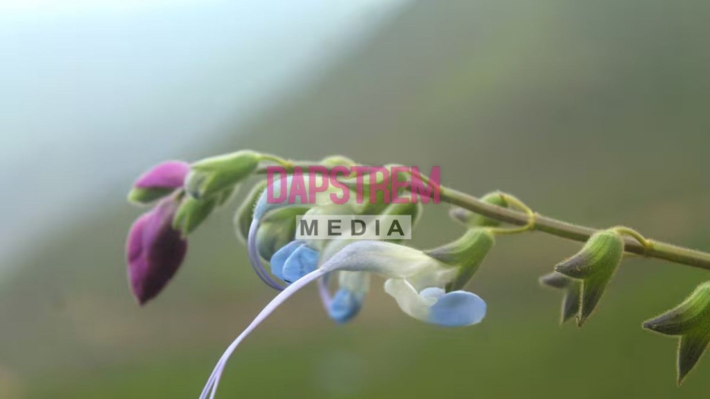 Messi Gets Unique Honour as New Plant Bears His Name