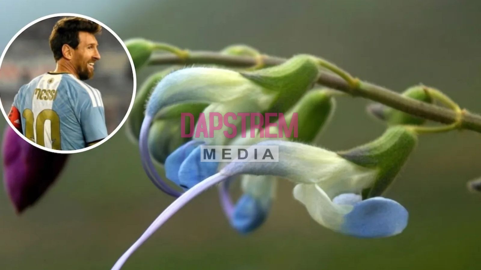 Messi Gets Unique Honour as New Plant Bears His Name